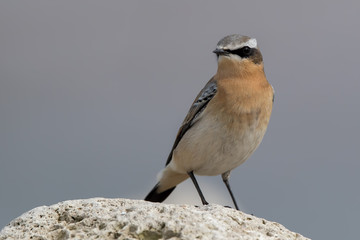 Wheatear on Rock
