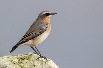 Wheatear on Rock