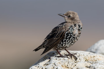 Starling Perched