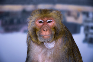 Obraz premium Indian Macaque Monkey
