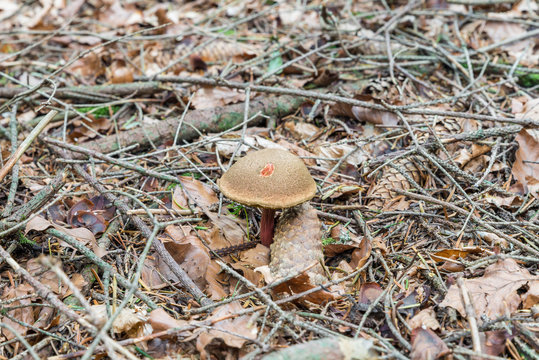 Rotfu&szlig;r&ouml;hrling Pilz (Xerocomus chrysenteron) im Bayerischen Wald, Deutschland