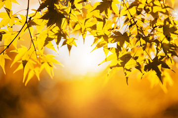 Selective focus of orange and yellow maple leaf in autumn season