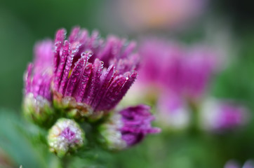 Flower petals in the morning dew