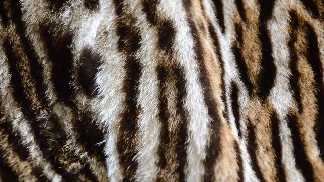 feline fur background texture