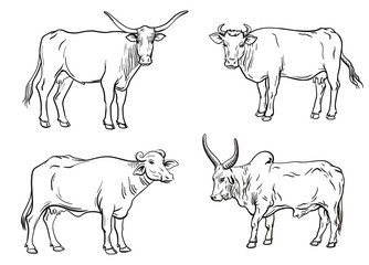 breeding cow. animal husbandry. livestock vector illustration on a white