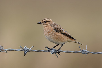 Whinchat Perched on Stem