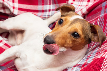 Dog Jack Russell terrier close-up with tongue on red plaid in cage