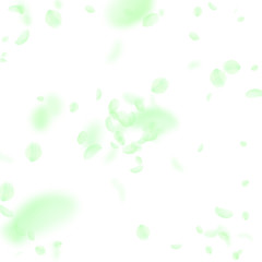 Green flower petals falling down. Radiant romantic