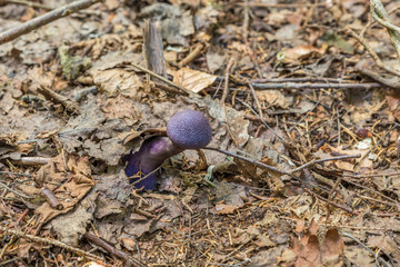 Violetter Schleierling Pilz (cortinarius violaceus) in einem Wald wächst aus dem Laub, Deutschland