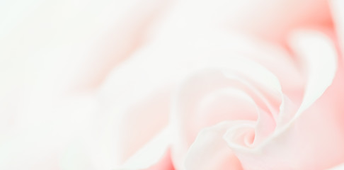 Obraz na płótnie Canvas Soft focus, abstract floral background, pink rose flower. Macro flowers backdrop for holiday brand design