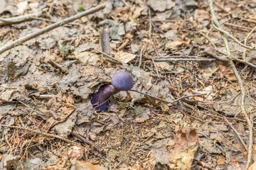 Violetter Schleierling Pilz (cortinarius violaceus) in einem Wald wächst aus dem Laub, Deutschland