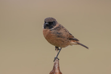 Stonechat Perched