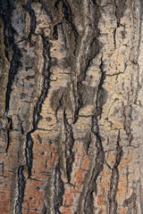 Old tree bark, reddish shade at the base. Background.