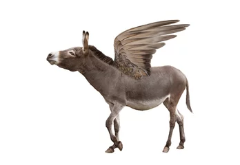 Foto op Plexiglas donkey with wings isolated on white background © fotomaster
