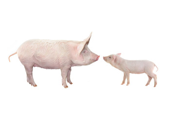big pig and piglet isolated on white