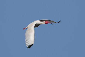 Fototapeta premium White Ibis Flying