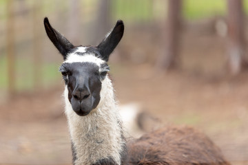 Black and white Llama close up