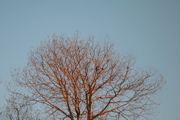 tree in winter