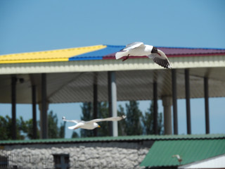 Obraz premium Two seagulls in flight on pavilion background
