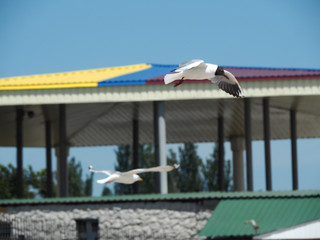 Two seagulls in flight on pavilion background