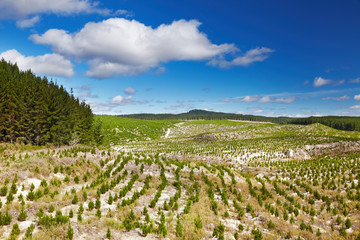 Forest plantation with new seedlings