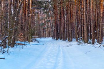 Winter pine forest with snow..