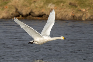 Fototapeta na wymiar Whooper Swan Flying
