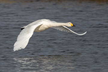 Whooper Swan Flying