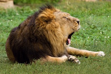 male lion, zoo Prague