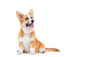 welsh corgi puppy looking up on a white background