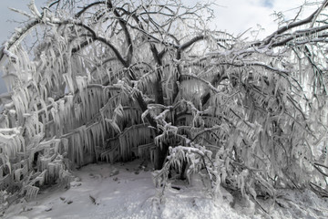 Ice on Tree - 319273430