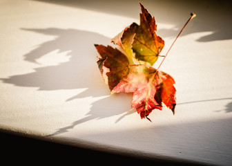 Cluster of Autumn Colored Maple Leaves and Their Shadows
