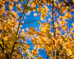 Golden Autumn Leaves Against a Brilliant Blue Sky