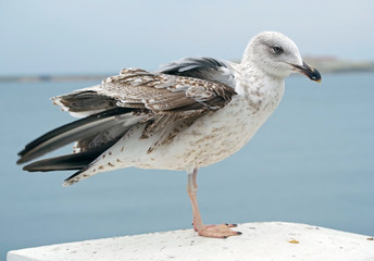 White and grey seagull