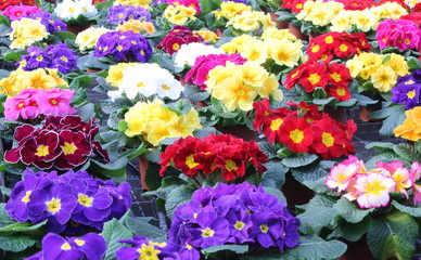 primevères multicolores dans un parterre