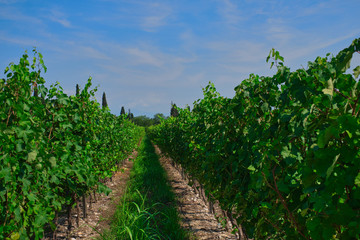 Fototapeta na wymiar Ripe vineyards north of italy