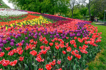 flowerbed of tulips