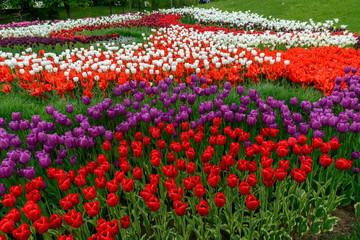 flowerbed of tulips