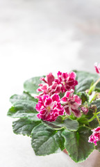 Flowering Saintpaulias, commonly known as African violet. Mini Potted plant. Home decor and gardening concept.