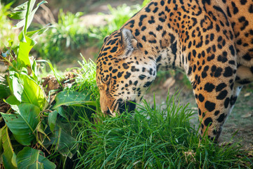 Fototapeta na wymiar Jaguar eats grass - a big beautiful dangerous animal.