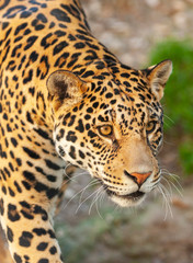 Naklejka na ściany i meble Close-up Portrait of a Jaguar - a large beautiful dangerous animal.
