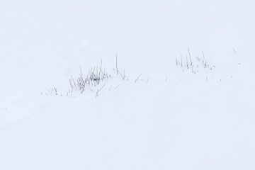 herausragende Gräser im mit Schnee bedeckten Feld