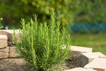 rosemary in a herbs spiral