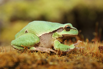 European tree frog (Hyla arborea) climbing the tree in natural habitat, small green tree frog close up photo in real natural habitat, forest organism