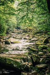 Mountain Stream Viewed Through Green Foliage