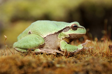 European tree frog (Hyla arborea) climbing the tree in natural habitat, small green tree frog close up photo in real natural habitat, forest organism