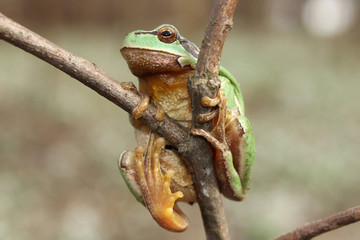 European tree frog (Hyla arborea) climbing the tree in natural habitat, small green tree frog close up photo in real natural habitat, forest organism