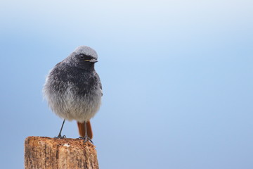 Jan. 29, 2020; Larrabetzu, Bizkaia (Basque Country). Male Black redstart portrait.