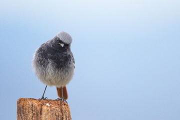 Jan. 29, 2020; Larrabetzu, Bizkaia (Basque Country). Male Black redstart portrait.
