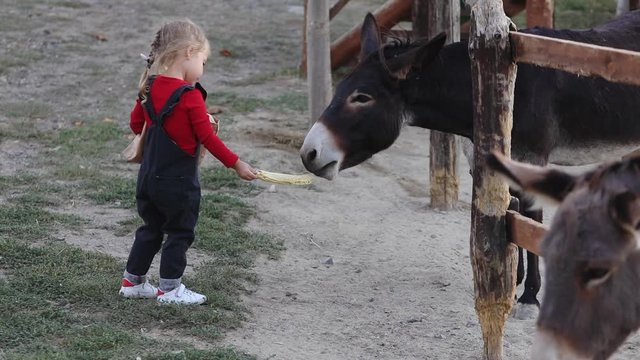 Cute blonde little girl feeds hungry burros with grass and walks away from fence on agricultural farm close view